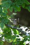 Troglodytes troglodytes