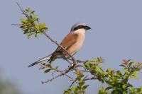 Lanius collurio
