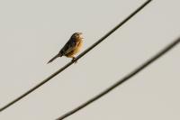 Emberiza calandra