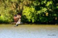 Pandion haliaetus