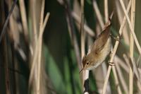 Acrocephalus scirpaceus