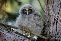 Asio otus