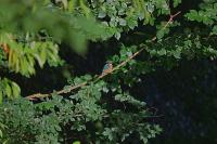 Alcedo atthis