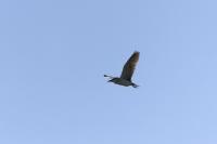 Nycticorax nycticorax