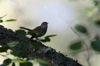 Luscinia megarhynchos
