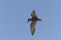 Sterna hirundo