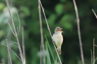 Acrocephalus scirpaceus