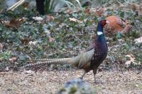 Phasianus colchicus