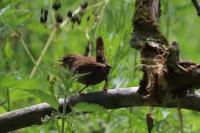 Troglodytes troglodytes