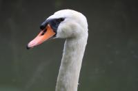 Cygnus olor