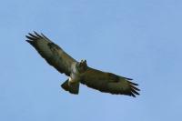 Buteo buteo