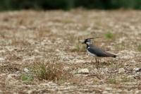 Vanellus vanellus
