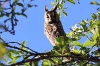 Asio otus
