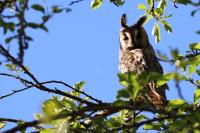 Asio otus