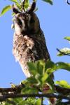 Asio otus