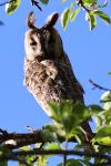 Asio otus