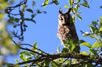 Asio otus