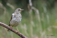 Turdus viscivorus