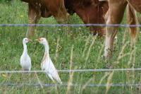 Bubulcus ibis