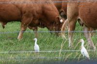 Bubulcus ibis