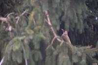 Picus viridis