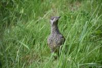Picus viridis
