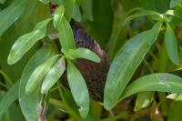 Troglodytes troglodytes