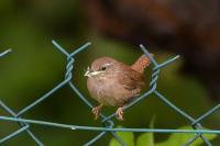 Troglodytes troglodytes