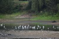 Egretta garzetta