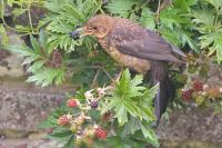 Turdus merula