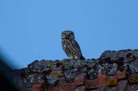 Athene noctua