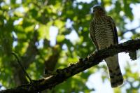 Accipiter nisus