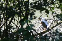 Nycticorax nycticorax