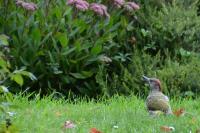 Picus viridis