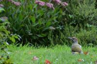 Picus viridis