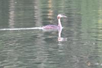 Podiceps cristatus
