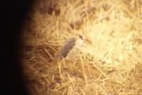 Falco vespertinus