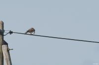 Falco tinnunculus