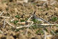 Motacilla alba