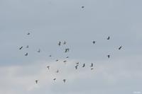 Sturnus vulgaris