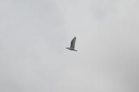 Bubulcus ibis