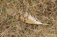 Tyto alba