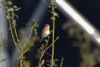 Saxicola rubetra