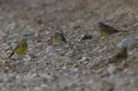 Emberiza citrinella
