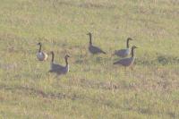 Branta canadensis