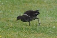 Gallinula chloropus