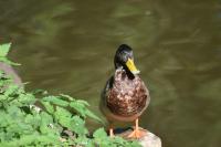 Anas platyrhynchos