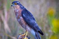 Accipiter nisus