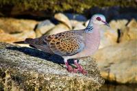 Streptopelia turtur