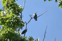Sturnus vulgaris
